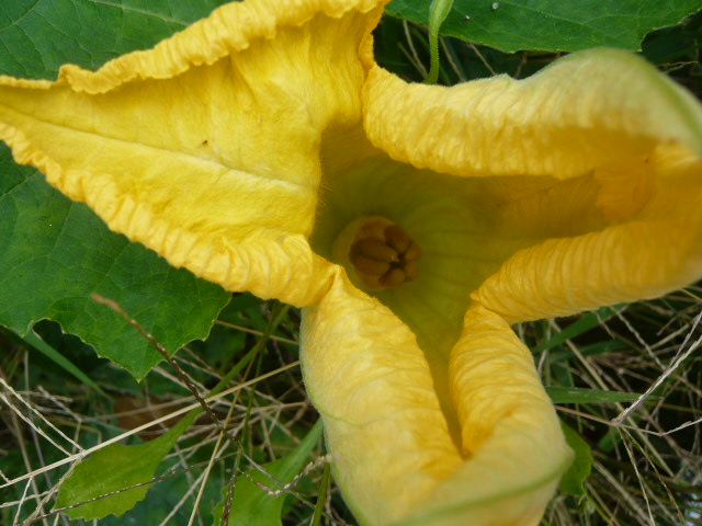 カボチャの花