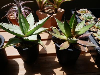 アガベ沼、要注意です！ | ～べらんでぃずむ～ ベランダ栽培日記