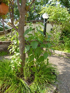 P1190754ss.jpg