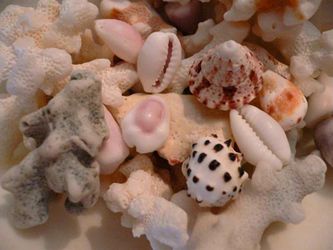 Shell