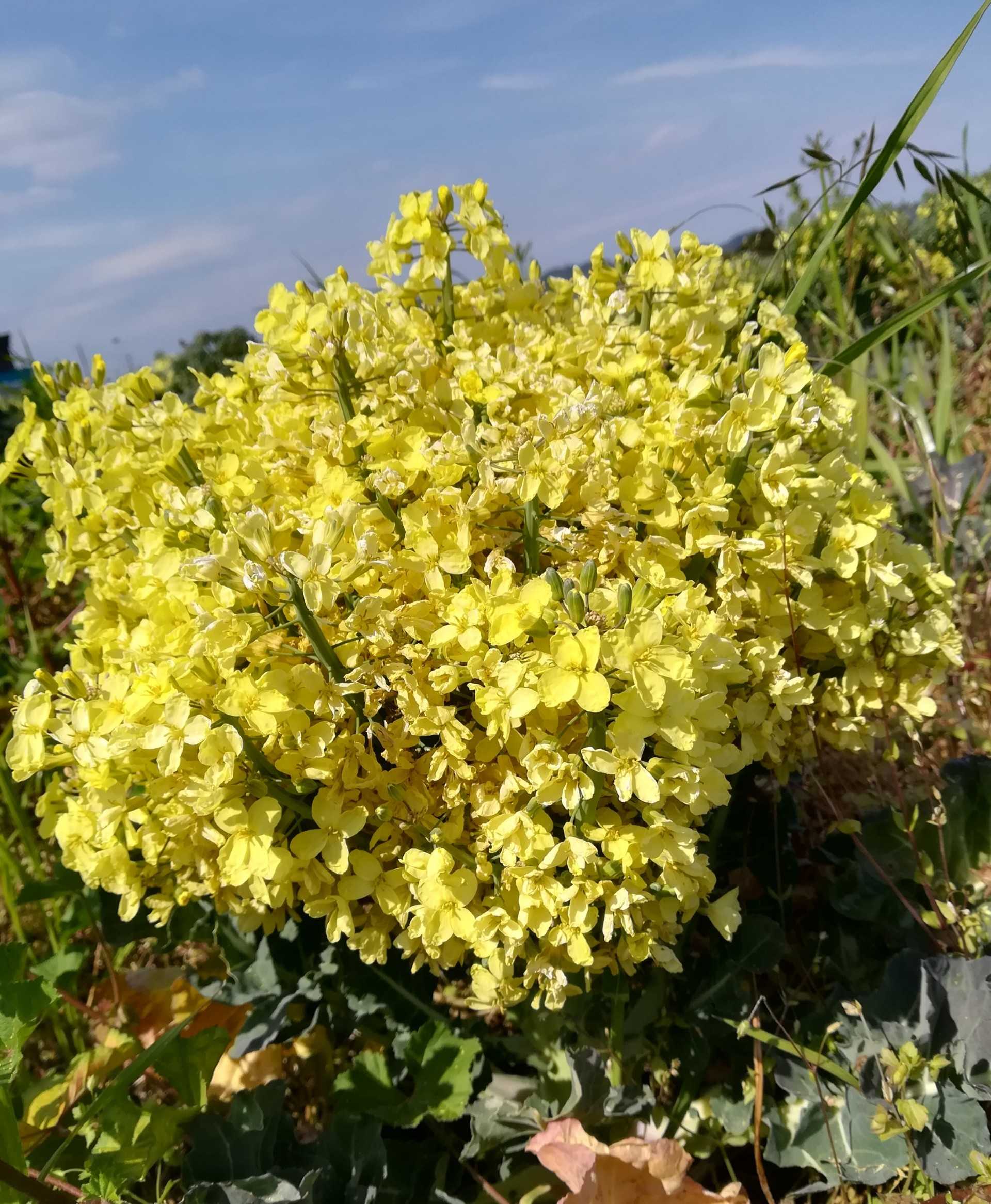 ブロッコリーの花 びいとるのブログ 楽天ブログ