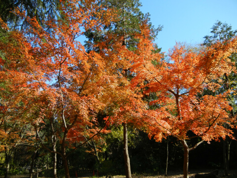 林試の森公園