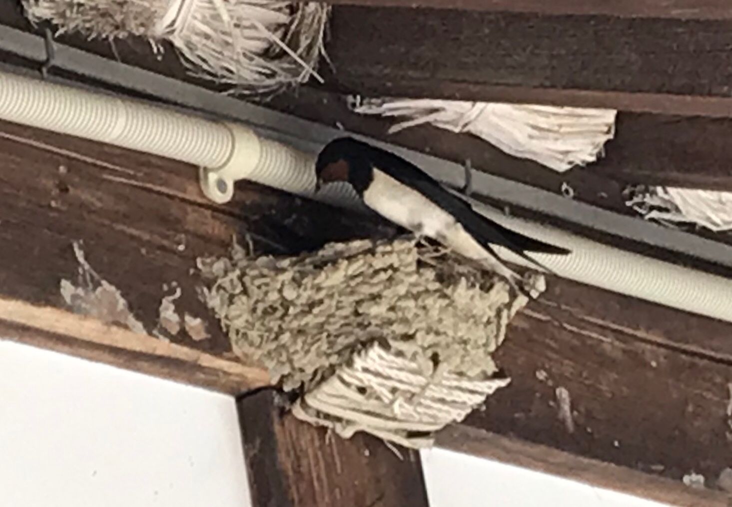 ツバメの巣作り のん木ぶろぐ 楽天ブログ