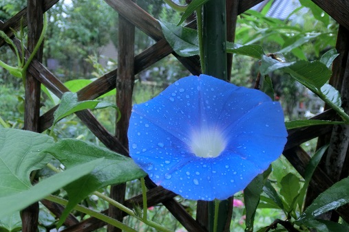 青い朝顔と蚕棚