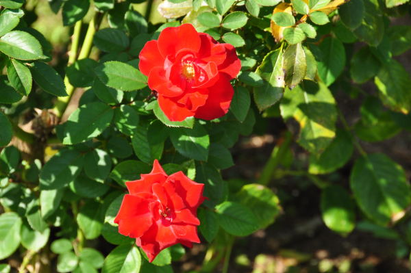 おとぎの森　秋薔薇