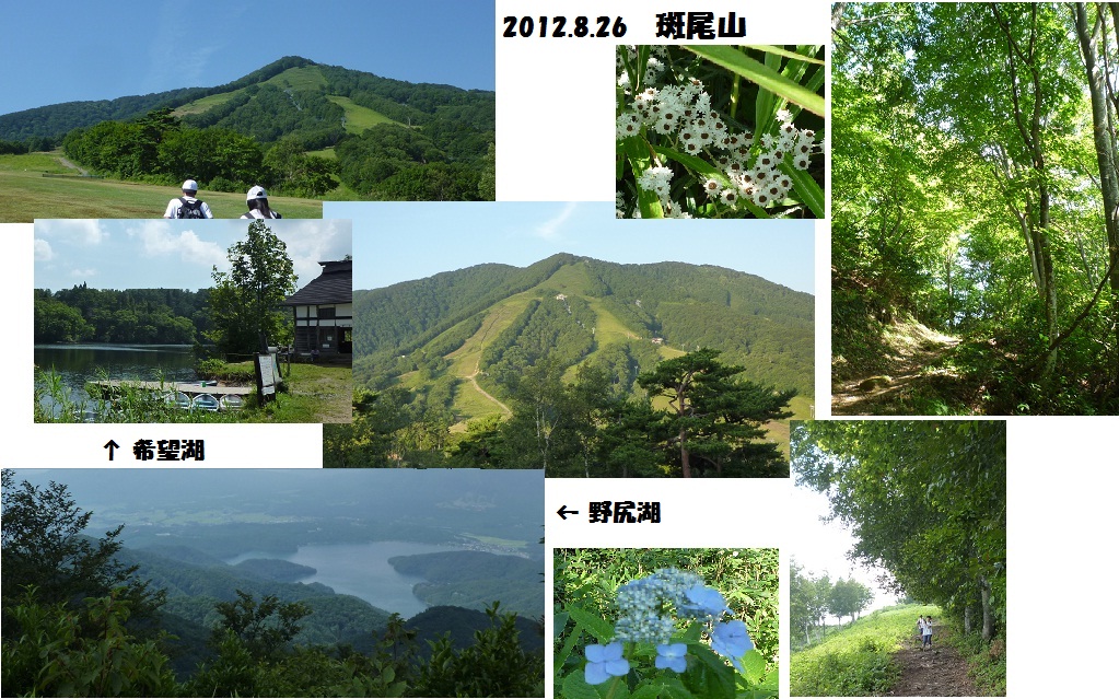 斑尾