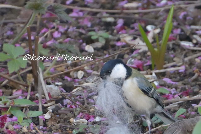 シジュウカラの巣材集め 花と野鳥と 時々寄り道 楽天ブログ