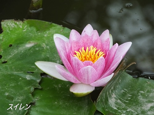 洗足池のお花達