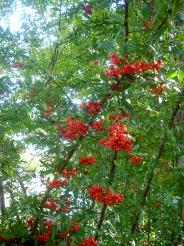 026 (375x500).jpg