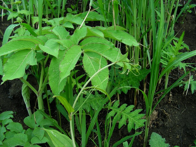 DSCN3604.jpg