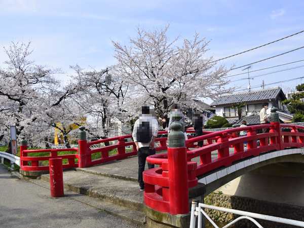 深谷市・唐沢川沿いの桜2021 | 見栄子の熊谷らいふ♪ - 楽天ブログ