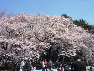 sakura1.JPG