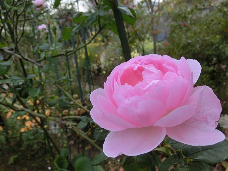 薔薇ヘリテージ