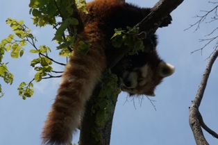 レッサーパンダ