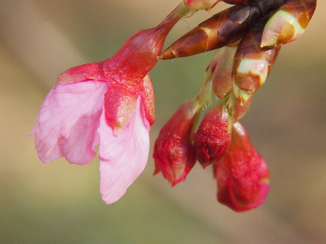 P1070011.jpg