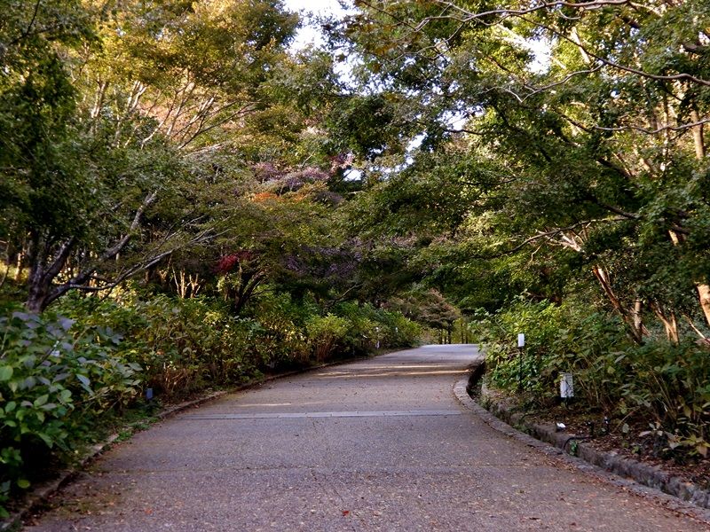 あじさい坂20