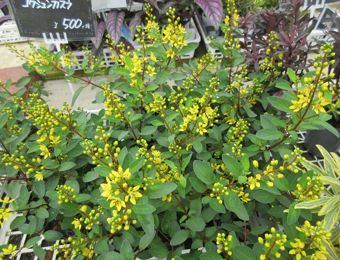 日々草とペンタスの花壇になりました 私の好きなお花の紹介 狭い庭を花いっぱいにする育て方 楽天ブログ