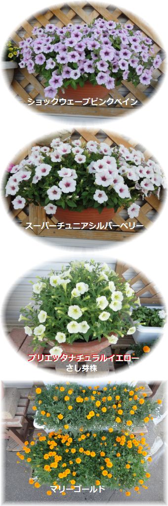 今日のお花紹介