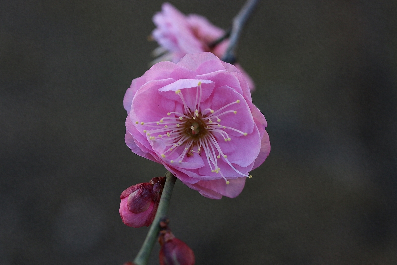 梅の花