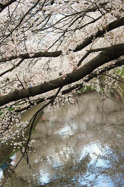 五条川の千本桜.jpg