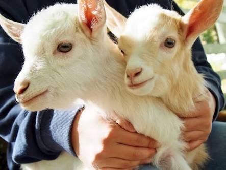 定年後にヤギを飼いたいのだが ２ 山羊 やぎ ヤギ 定年退職したら ヤギを飼うぞ レッツ Goat 楽天ブログ