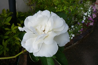 P1330523ss.jpg