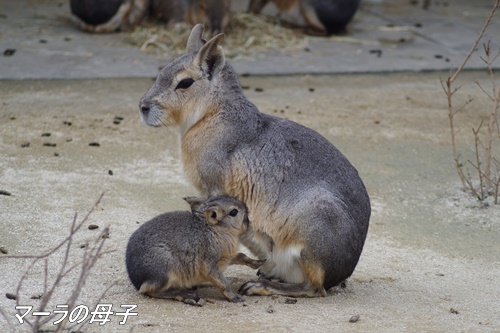 井の頭自然文化園