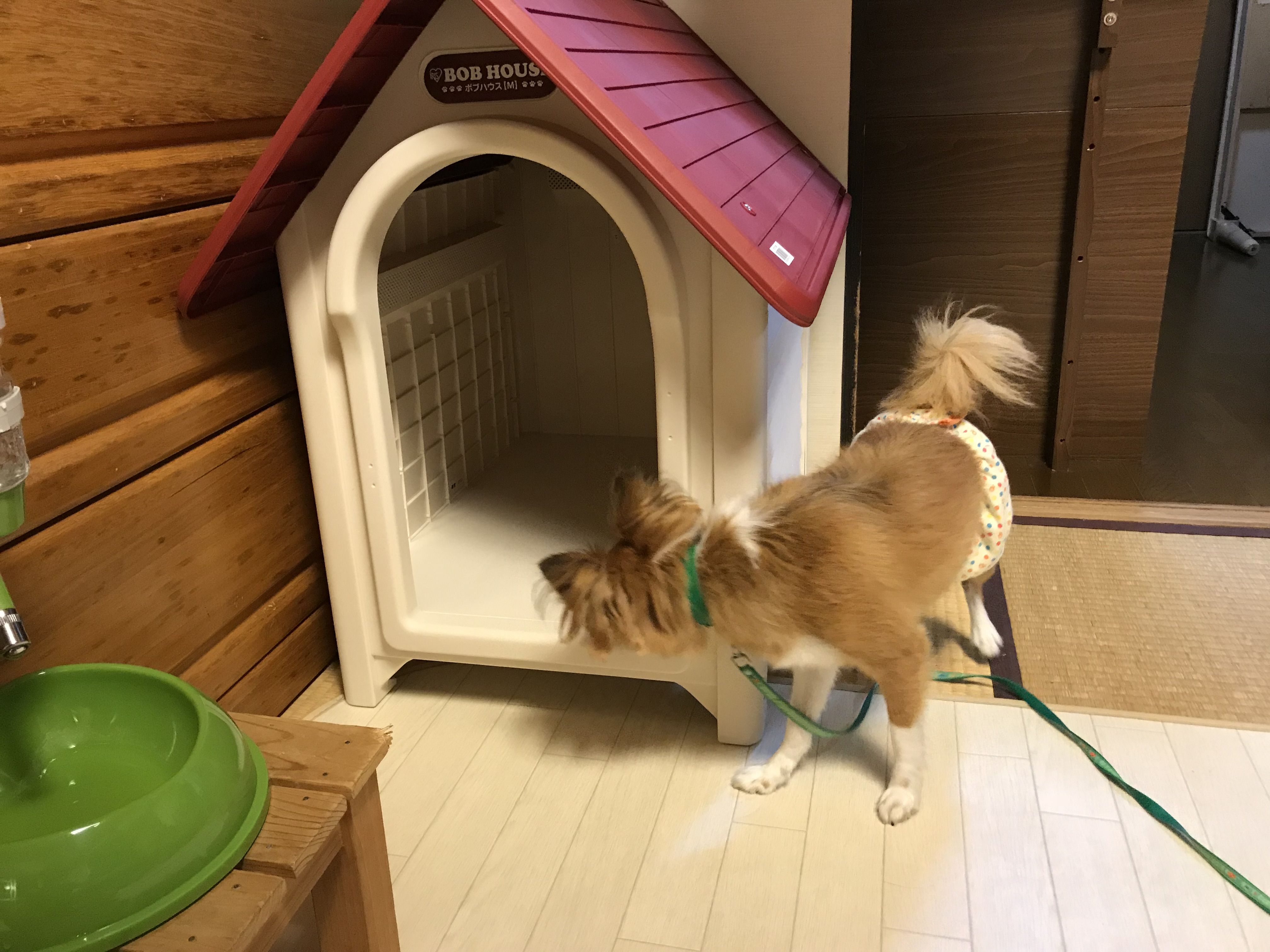 室内犬用にも使えるコンパクトな犬小屋です。 ペットと過ごす幸せな老後 楽天ブログ