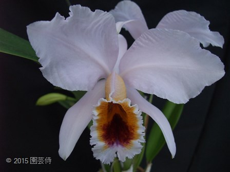 C. percivaliana coerulea 'Ondina' 20150117-2