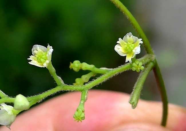アオツヅラフジ雌花