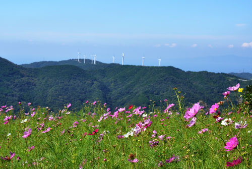 山コスモス