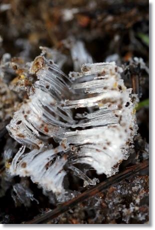 大野湊緑地公園-22 霜柱-3 15.1.21