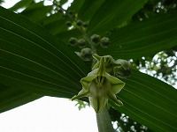 誕生花のないオオナルコユリ 大鳴子百合 の花言葉 気品のある行い 垂れさがって咲く花がかわいい大型の山野草 弥生おばさんのガーデニングノート 花と緑の365日 楽天ブログ