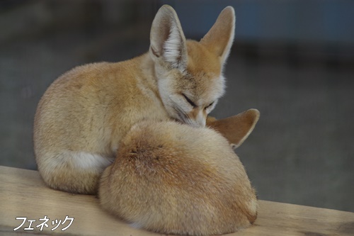 井の頭自然文化園