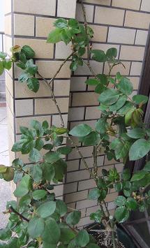 アンネの思い出.JPG