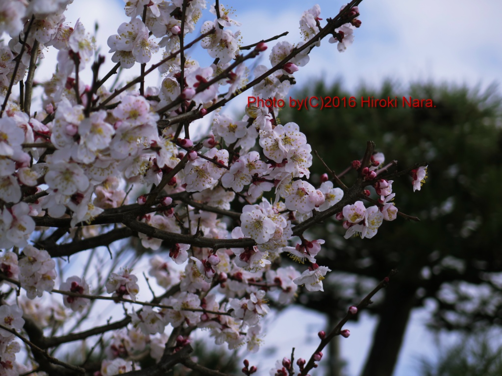 　sight0516　梅　ウメ　Japanese　apricot 春　spring