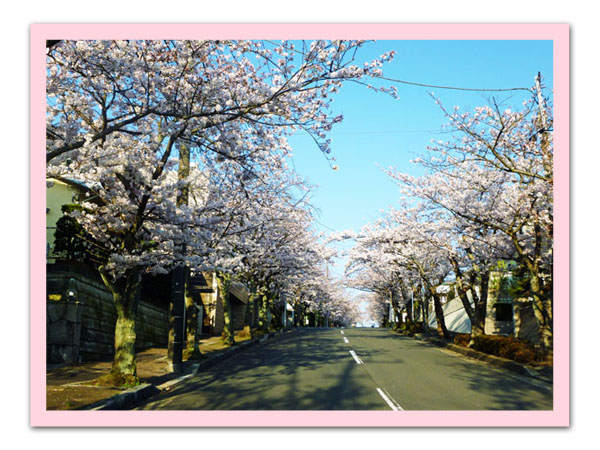 散歩道の桜３