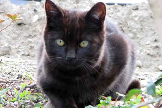 我が家のニャンコ♪2016/2/23-3