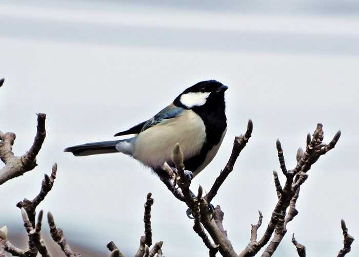 シジュウカラ15