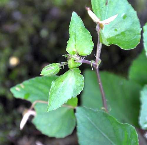 タチツボスミレに閉鎖花が 二代目館長日記 楽天ブログ