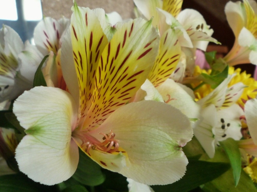 P1150629 (500x375).jpg