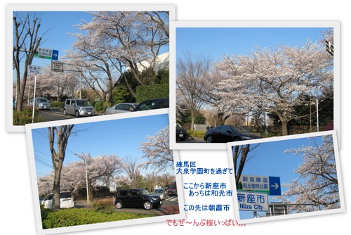 お花見２０１２「学園通り＆栄緑道」3.jpg