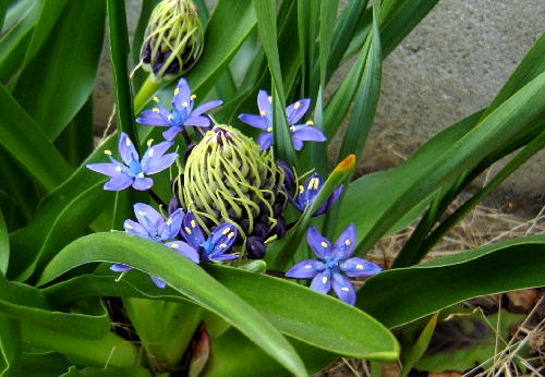 名も知らぬ花１