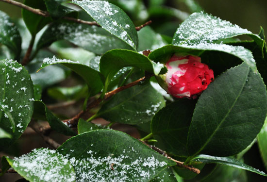 雪３