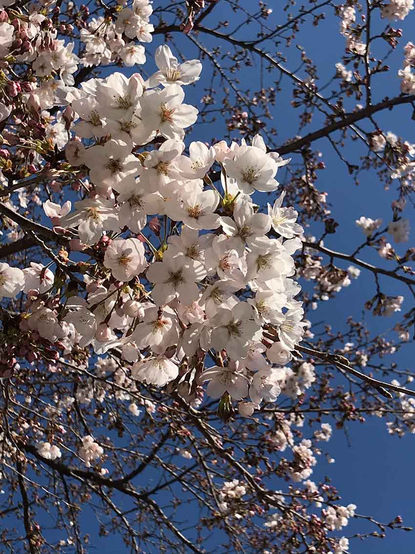 椿の花 すえドン の四方山話 楽天ブログ