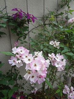 DSC05370.jpg