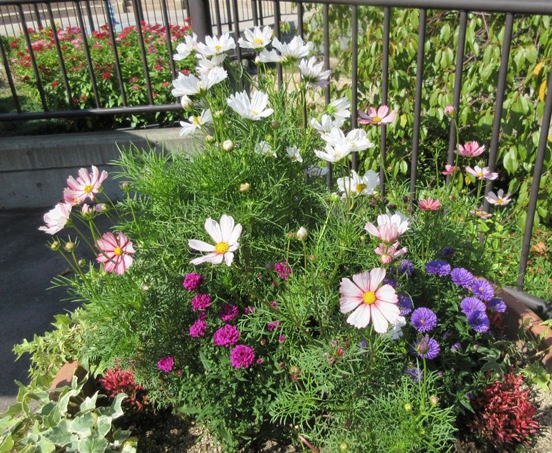 秋の寄せ植えコスモスと八重咲き宿根アスターが美しい 狭い庭を花いっぱいにする育て方 楽天ブログ