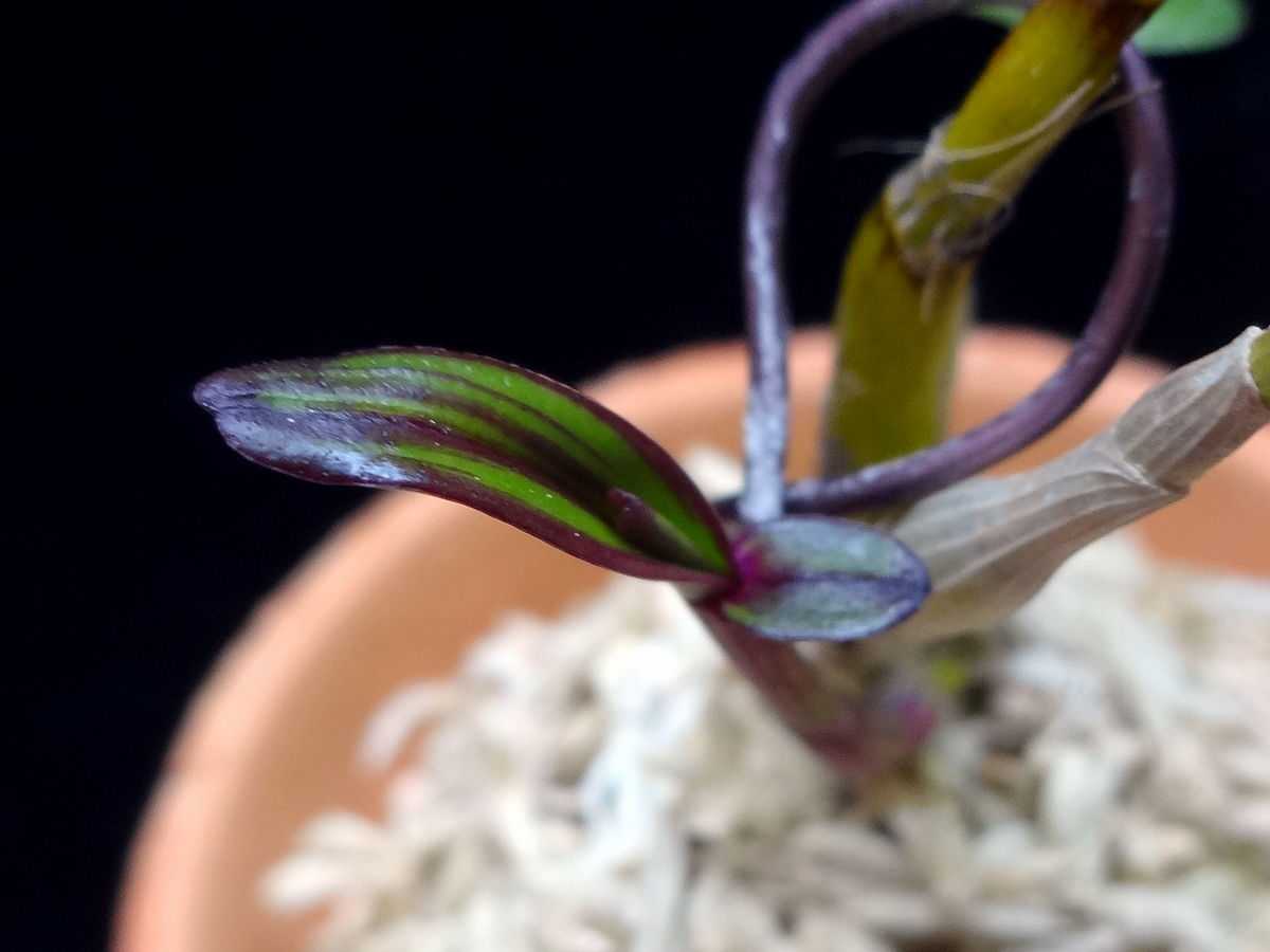 ☆セッコク・長生蘭・太軸・達磨・厚葉・羅紗・赤花「一岩龍」☆