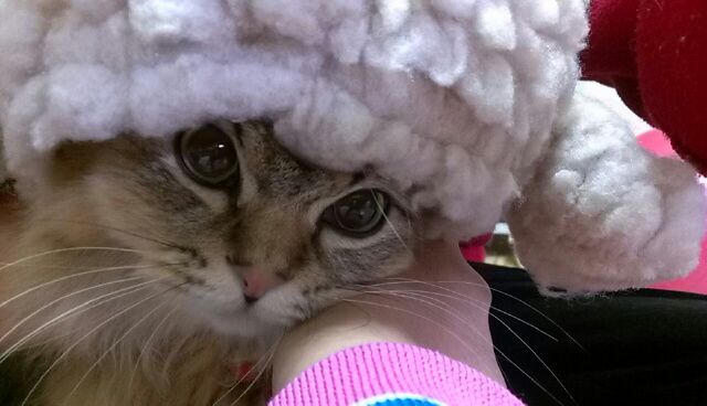 rblog-20141231205315-01.jpg