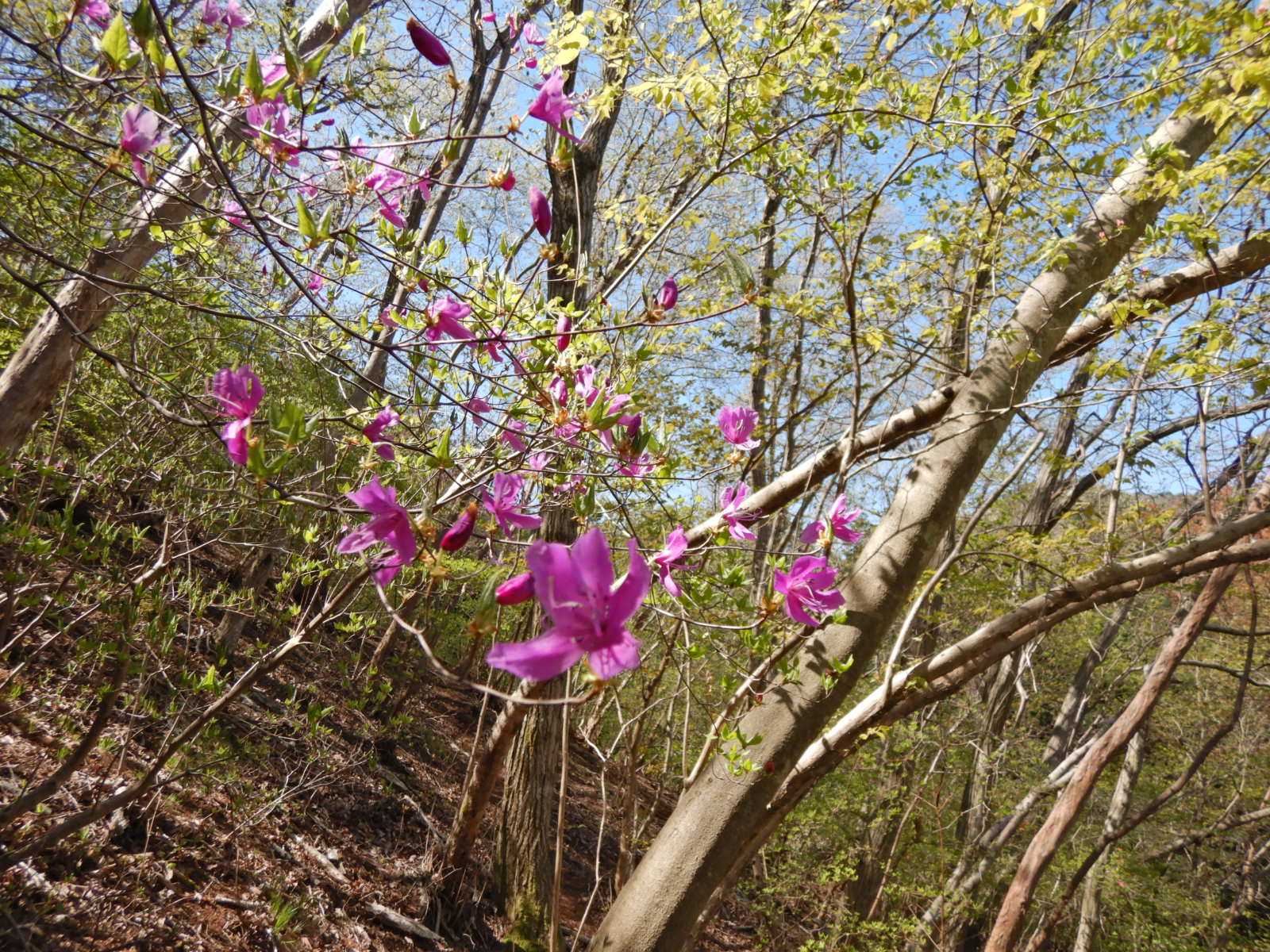 ヒカゲツツジの咲く古賀志山へ 山と川と花の記 楽天ブログ